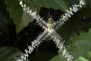 Spider Web Design Impressions: Spider and X-pattern web