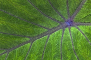 Tropical Leaf Pattern Impressions: Tropical leaf pattern