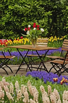 Tulips In Garden Impressions: Tulips of table