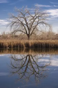 US River Landscapes Impressions: Lone tree reflection