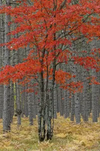 Upper Peninsula Michigan Impressions: Red maple tree among pine tree trunks, Hiawatha National Forest