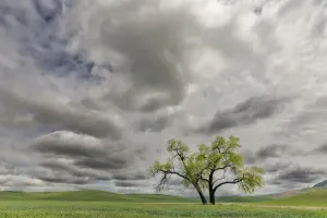 American Countryside Views Impressions: Single tree among wheat fields and clouds, Palouse region of eastern Washington