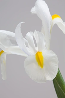 Flora And Fauna Photography Impressions: White iris