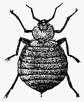 Entomology Images Impressions: BEDBUG. The bedbug (Cimex lectularius). Wood engraving, c1900