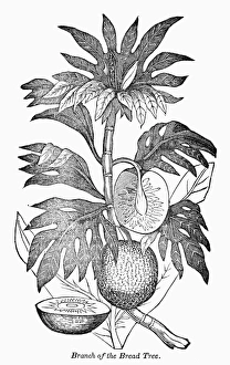 Engraved Botanicals Impressions: BOTANY: BREADFRUIT TREE. Branch of the breadfruit tree. Wood engraving, 19th century