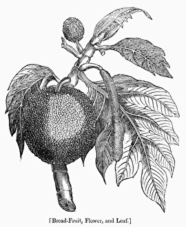 19th Century Wood Engravings Impressions: BOTANY: BREADFRUIT TREE. Flower and leaf of the breadfruit tree
