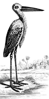 Crane Wildlife Photography Impressions: CRANE