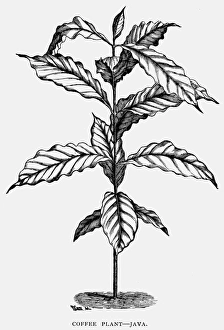 19th Century Botany Art Impressions: JAVA: COFFEE PLANT. A coffee plant from Java. Wood engraving, late 19th century