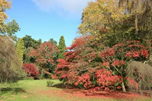 Gloucestershire Impressions: Westonbirt