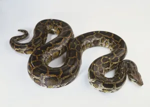 Impressions de Le python birman (Python molurus), serpent brun enroulé en forme de S, vue d'angle élevé Serpent Arboricole Impressions: Le Python du Myanmar (Python molurus)