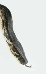 Impression encadrée : Chef de python du Burmese (Python molurus), sifflant, gros plan, vue latérale.