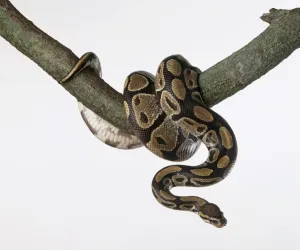 Marron Impressions: Le python royal (Python regius), enroulé autour d'un rameau d'arbre.