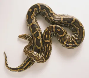 Python Birman Impressions: Python birman, Python molurus.