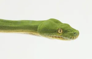 Tropical Rainforest Reptiles Impressions: Close-up of the head of a Green Tree Python