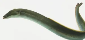 Conger Eel Impressions: Conger Eel