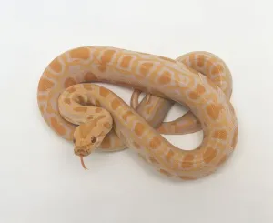 Reptile Studio Shot Impressions: Albino Burmese Python (Python molurus bivittatus) coiled up