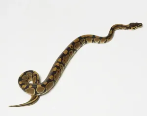 Python à Billes Impressions: Le python royal ou python du roi (Python regius) glisse, vue à haute angle.