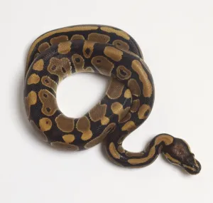 Python à Billes Impressions: Le Python royal enroulé (Python regius), vue du dessus.