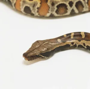 Python Sanguin Impressions: Chef de Python à sang (Python curtus brongersmai), vue rapprochée.
