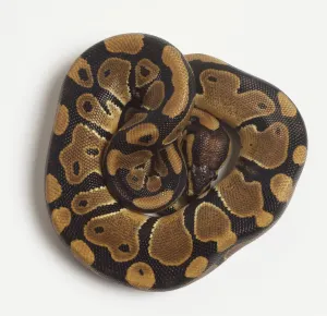 Python à Billes Impressions: Un Python royal (Python regius) ou Python à tête brune serré enroulé étroitement