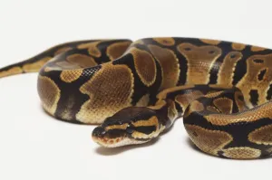 Impressions de Un python royal enroulé avec sa tête au centre, pour une protection maximale Serpent Impressions: Un python royal enroulé avec sa tête au centre, pour une protection maximale.