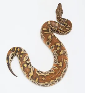 Python Sanguin Impressions: Pythonidae, Python curtus, python du sang.