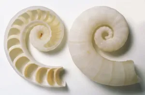 Invertebrate Photography Impressions: Side and sectioned view of Common Spirula Shell