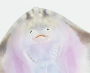 Studio Shot Fish Impressions: Underside of a Ray, close up