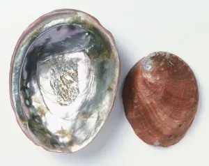 Invertebrate Photography Impressions: Upper and underside view of Red Abalone shell