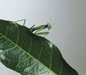 Carnivorous Insects Impressions: Upper torso view of Mantis on leaf