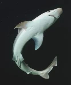 Elasmobranches Impressions: La Face Inférieure du Requin.