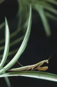 Invertebrate Arthropod Images Impressions: Upper torso view of Mantis on leaf
