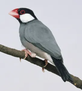 Ornithology Photos Impressions: Side view of a captive Java Sparrow perched on a thin branch