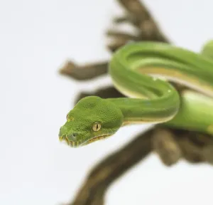White Background Snake Photos Impressions: Close-up of the head of a Green Tree Python