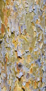 Central European Autumn Impressions: Bark of a pine (Pinus)