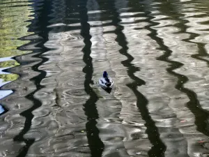 Les modèles de lumière des reflets du fleuve sous le pont Donnington, Oxford - et un canard solitaire.