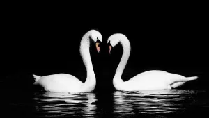 Swans In Winter Impressions: Swan