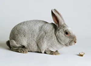 Cute Rabbit Impressions: A gray rabbit in sitting position