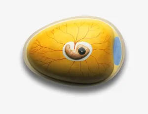 Chicken Embryo Development Impressions: Model of chicken embryo developing inside egg