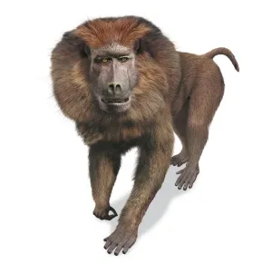 Earth Science Illustrations Impressions: Theropithecus oswaldi, front view