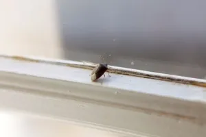 Horizontal Animal Photos Impressions: Bedbug