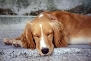 Pet Mammal Impressions: Cocker