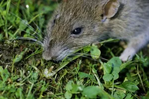 Impression encadrée : Mouse