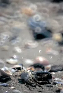 Beach Shells Impressions: Shells. Sand