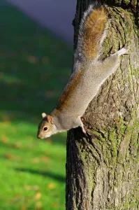 Rodent Wildlife UK Impressions: Squirrel. Sciurus Carolinensis. Europe. England. London. St. Jamess Park