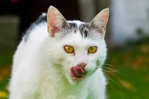 Impression encadrée : Le Chat Mange.