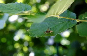 Nature Insect Photography Impressions: Bee on a Leaf