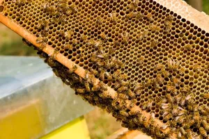 Beehive Management Techniques Impressions: Beekeeping