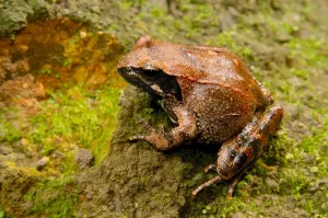 Frog Wildlife Photography Impressions: Frog
