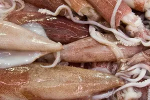 Horizontal Impressions: Squids